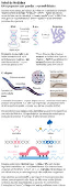 Nobel de Medicina - RNAs pequenos com grandes responsabilidades