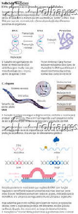 Nobel de Medicina - RNAs pequenos com grandes responsabilidades