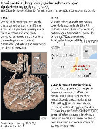 Nova ave fssil brasileira joga luz sobre evoluo do crebro no grupo
