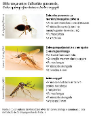 Diferena entre Culicoides paraensis, Culex quinquefasciatus e Aedes aegypti