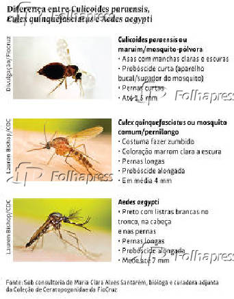 Diferena entre Culicoides paraensis, Culex quinquefasciatus e Aedes aegypti