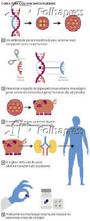Como funciona o xenotransplante