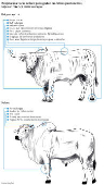 Projeto usa vacas nelore para gestar embries pantaneiros; veja a diferena entre as raas