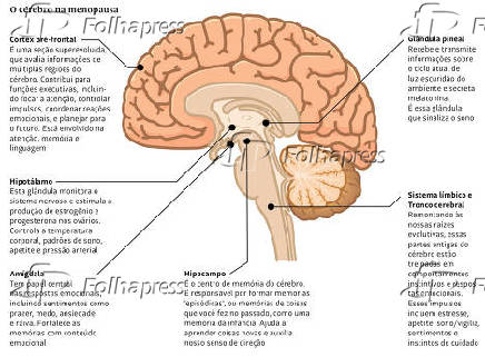 O crebro na menopausa