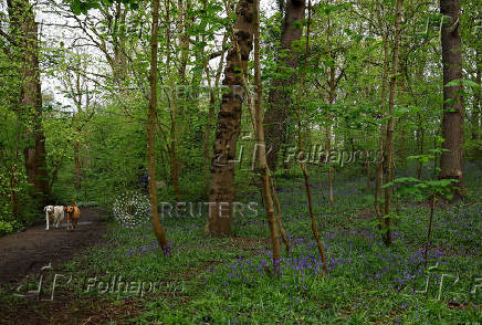 Dogs run through the woods as bluebells bloom at Marbury Country Park in Marbury