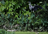 A heron with a plastic cup attached to its neck and blocking its throat, in Rio de Janeiro