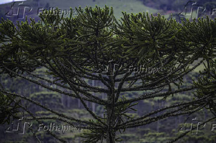 Vista de uma plantao de pinheiro araucria