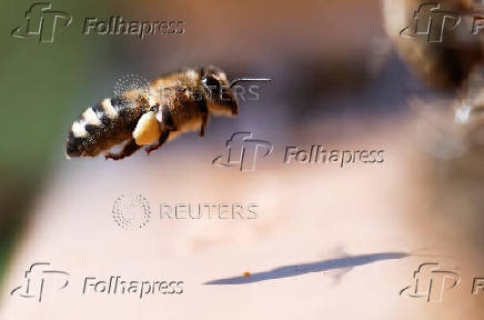A bee carrying pollen lands at the entrance of a beehive in Montrelais