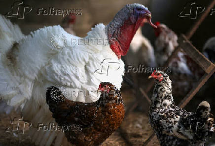 FILE PHOTO: Chickens and a turkey walk inside a coop at a private poultry farming at a ranch in Rio de Janeiro