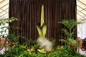 Endangered corpse flower, nicknamed Putricia, blooms