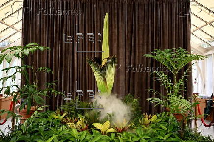 Endangered corpse flower, nicknamed Putricia, blooms