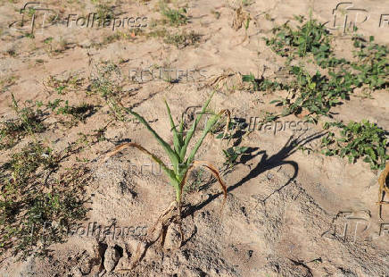 FILE PHOTO: Drought in rural Zimbabwe
