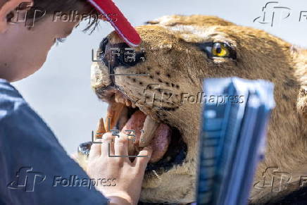 Ivory surrender event to encourage public to save elephants