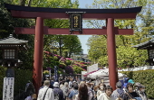 Azalea in full bloom attract visitors at Nezu Shrine garden in Tokyo
