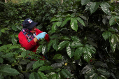 A worker picks coffee berries at a plantation in Anolaima