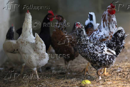 FILE PHOTO: Chickens walk inside a coop at a private poultry farming at a ranch in Rio de Janeiro