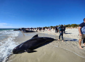 Whales lie stranded on a beach at Toby's Inlet