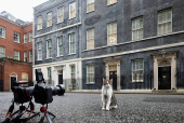 Larry the cat sits outside 10 Downing Street in London