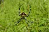 Argiope australis spider is seen at  Popenguine Nature Reserve in Popenguine