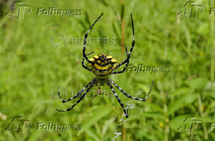 Argiope australis spider is seen at  Popenguine Nature Reserve in Popenguine