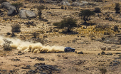 Dakar Rally - Stage 1 - Bisha to Bisha