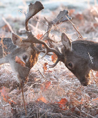 Deer clash antlers as cold weather continues, in Richmond Park, London