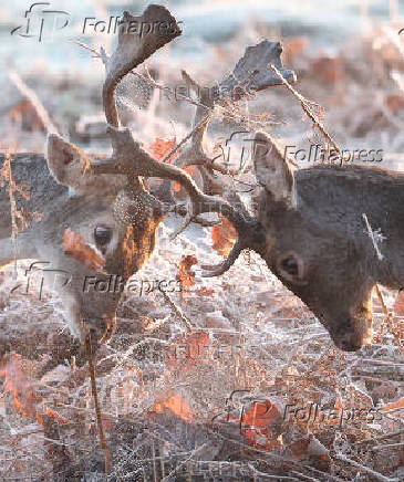 Deer clash antlers as cold weather continues, in Richmond Park, London