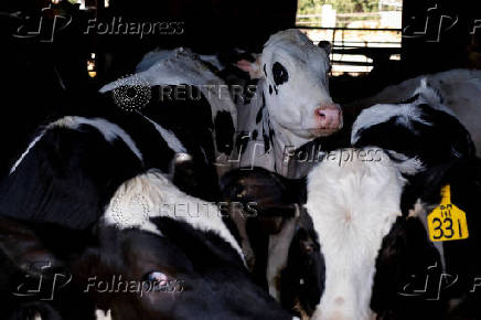 FILE PHOTO: Dairy farmer Brent Pollard in Rockford
