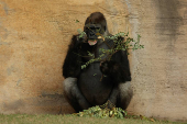 Gorillas receive Christmas boxes containing food at Bioparc Fuengirola, in Fuengirola