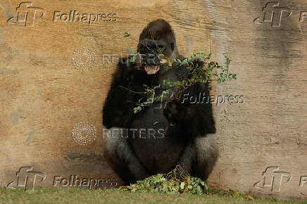 Gorillas receive Christmas boxes containing food at Bioparc Fuengirola, in Fuengirola