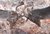 Deer clash antlers as cold weather continues, in Richmond Park, London