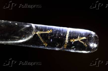 Larvas do mosquito Aedes aegypti