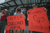 Activistas denuncian al legislador que promovi sacrificio de gallina en Senado de Mxico