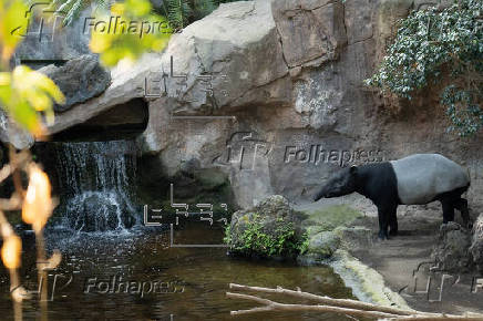 La mayor amenaza del tapir, especie en peligro de extincin, son los humanos