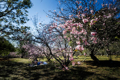 42 Festival das Cerejeiras no Parque do Carmo