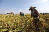 Rice prices increase in Indonesia prompts government action