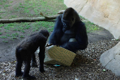 Gorillas receive Christmas boxes containing food at Bioparc Fuengirola, in Fuengirola