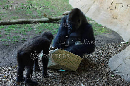 Gorillas receive Christmas boxes containing food at Bioparc Fuengirola, in Fuengirola