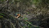 Rogrio Matos cata caranguejos nos manguezais de Ajuruteua, na regio de Bragana