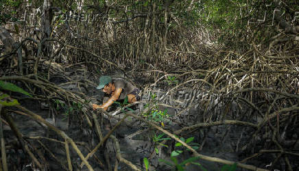 Rogrio Matos cata caranguejos nos manguezais de Ajuruteua, na regio de Bragana