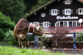 Cows get traditional bells before the annual Viehscheid festival in Bad Hindelang