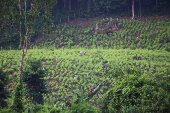 A coca plantation is seen, after attacks by rebels from the leftist National Liberation Army (ELN) in Tibu