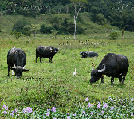 Criao de bfalos no Brasil