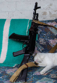 Cat sleeps next to a Kalashnikov AK-74 assault rifle at a position of Ukrainian servicemen in a front line in Donetsk region