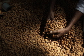 Annual groundnut fair in Bangalore