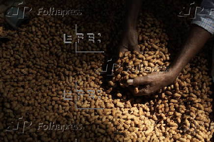 Annual groundnut fair in Bangalore