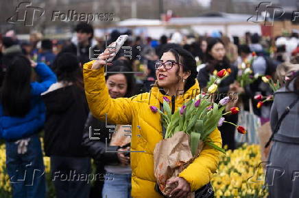 National Tulip Day marks Amsterdam's 750th anniversary