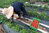 Strawberries harvest in Tunisia