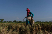 A farmer picks ears of rice left over by a paddy harvester in a field in Kalampura village