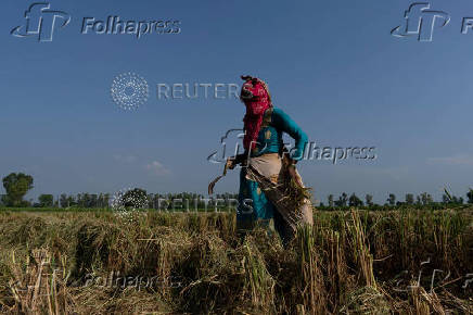 A farmer picks ears of rice left over by a paddy harvester in a field in Kalampura village